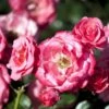 'Bella Rosa'® Rosa X 'Bella Rosa'® (Buketrose) A-Kvalitet,- Barrods Roser Min. 3 Grene 2 'Bella Rosa'® Rosa X 'Bella Rosa'® (Buketrose) A-Kvalitet,- Barrods Roser Min. 3 Grene -Plantetorvet p267 51438 rosa x bella rosa buketrose fa52