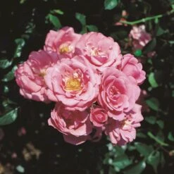 'Bella Rosa'® Rosa X 'Bella Rosa'® (Buketrose) A-Kvalitet,- Barrods Roser Min. 3 Grene -Plantetorvet p267 53548 rosa x bella rosa buketrose 8629