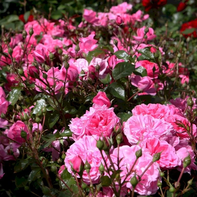 'Berleburg'™ Rosa X 'Berleburg'™ (Buketrose) A-Kvalitet,- barrods roser min. 3 grene 'Berleburg'™ Rosa X 'Berleburg'™ (Buketrose) A-Kvalitet,- Barrods Roser Min. 3 Grene -Plantetorvet p268 51757 rosa x berleburg buketrose 186a