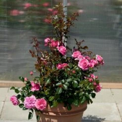 'Berleburg'™ Rosa X 'Berleburg'™ (Buketrose) A-Kvalitet,- Barrods Roser Min. 3 Grene 4 'Berleburg'™ Rosa X 'Berleburg'™ (Buketrose) A-Kvalitet,- Barrods Roser Min. 3 Grene -Plantetorvet p268 51758 rosa x berleburg buketrose 55ce