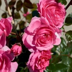 'Berleburg'™ Rosa X 'Berleburg'™ (Buketrose) A-Kvalitet,- Barrods Roser Min. 3 Grene 5 'Berleburg'™ Rosa X 'Berleburg'™ (Buketrose) A-Kvalitet,- Barrods Roser Min. 3 Grene -Plantetorvet p268 51759 rosa x berleburg buketrose 1fb2