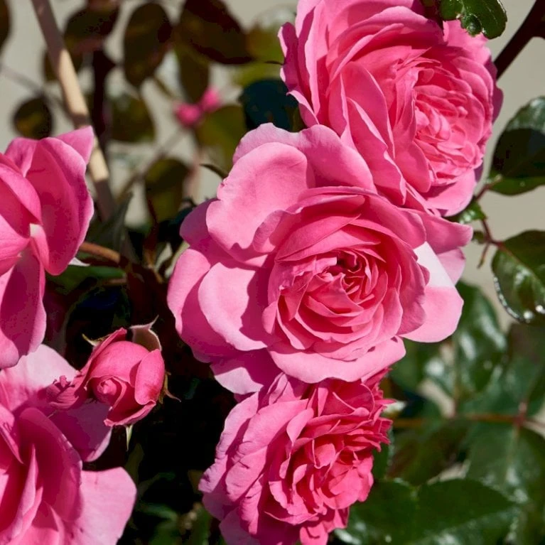'Berleburg'™ Rosa X 'Berleburg'™ (Buketrose) A-Kvalitet,- barrods roser min. 3 grene 'Berleburg'™ Rosa X 'Berleburg'™ (Buketrose) A-Kvalitet,- Barrods Roser Min. 3 Grene -Plantetorvet p268 51759 rosa x berleburg buketrose 1fb2