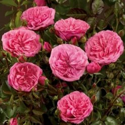 'Berleburg'™ Rosa X 'Berleburg'™ (Buketrose) A-Kvalitet,- Barrods Roser Min. 3 Grene 6 'Berleburg'™ Rosa X 'Berleburg'™ (Buketrose) A-Kvalitet,- Barrods Roser Min. 3 Grene -Plantetorvet p268 51760 rosa x berleburg buketrose 11c6