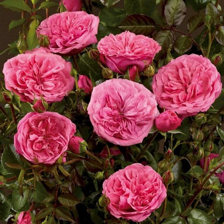 'Berleburg'™ Rosa X 'Berleburg'™ (Buketrose) A-Kvalitet,- barrods roser min. 3 grene 'Berleburg'™ Rosa X 'Berleburg'™ (Buketrose) A-Kvalitet,- Barrods Roser Min. 3 Grene -Plantetorvet p268 51760 rosa x berleburg buketrose 11c6