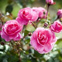 'Berleburg'™ Rosa X 'Berleburg'™ (Buketrose) A-Kvalitet,- Barrods Roser Min. 3 Grene 7 'Berleburg'™ Rosa X 'Berleburg'™ (Buketrose) A-Kvalitet,- Barrods Roser Min. 3 Grene -Plantetorvet p268 51761 rosa x berleburg buketrose 892e