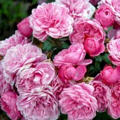 'Berleburg'™ Rosa X 'Berleburg'™ (Buketrose) A-Kvalitet,- Barrods Roser Min. 3 Grene 8 'Berleburg'™ Rosa X 'Berleburg'™ (Buketrose) A-Kvalitet,- Barrods Roser Min. 3 Grene -Plantetorvet p268 51762 rosa x berleburg buketrose 6c13
