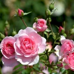 'Bonica 82' Rosa X 'Bonica 82' A-Kvalitet,- Barrods Roser Min. 3 Grene -Plantetorvet p271 51447 rosa x bonica 82 a3c1