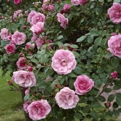 'Bonica 82' Rosa X 'Bonica 82' A-Kvalitet,- Barrods Roser Min. 3 Grene -Plantetorvet p271 51448 rosa x bonica 82 9df7
