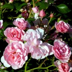 'Bonica 82' Rosa X 'Bonica 82' A-Kvalitet,- Barrods Roser Min. 3 Grene -Plantetorvet p271 51450 rosa x bonica 82 a630