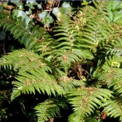 Japansk Skjoldbregne Polystichum Polyblepharum 1 Liter Potte