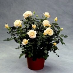 'Crystal™ Palace'® Rosa X 'Crystal™ Palace'® (Palacerose) A-Kvalitet,- Barrods Roser Min. 3 Grene 4 'Crystal™ Palace'® Rosa X 'Crystal™ Palace'® (Palacerose) A-Kvalitet,- Barrods Roser Min. 3 Grene -Plantetorvet p274 51885 rosa x crystal palace palacerose ae67