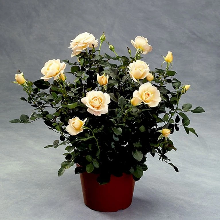 'Crystal™ Palace'® Rosa X 'Crystal™ Palace'® (Palacerose) A-Kvalitet,- barrods roser min. 3 grene 'Crystal™ Palace'® Rosa X 'Crystal™ Palace'® (Palacerose) A-Kvalitet,- Barrods Roser Min. 3 Grene -Plantetorvet p274 51885 rosa x crystal palace palacerose ae67