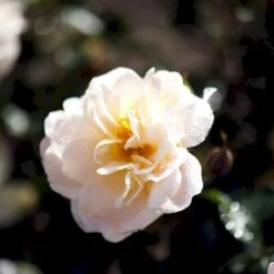 'Crystal™ Palace'® Rosa X 'Crystal™ Palace'® (Palacerose) A-Kvalitet,- Barrods Roser Min. 3 Grene 7 'Crystal™ Palace'® Rosa X 'Crystal™ Palace'® (Palacerose) A-Kvalitet,- Barrods Roser Min. 3 Grene -Plantetorvet p274 51888 rosa x crystal palace palacerose 00e7