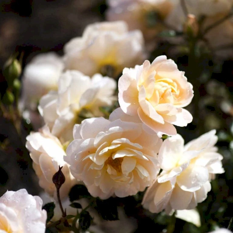 'Crystal™ Palace'® Rosa X 'Crystal™ Palace'® (Palacerose) A-Kvalitet,- barrods roser min. 3 grene 'Crystal™ Palace'® Rosa X 'Crystal™ Palace'® (Palacerose) A-Kvalitet,- Barrods Roser Min. 3 Grene -Plantetorvet p274 51889 rosa x crystal palace palacerose 0d24