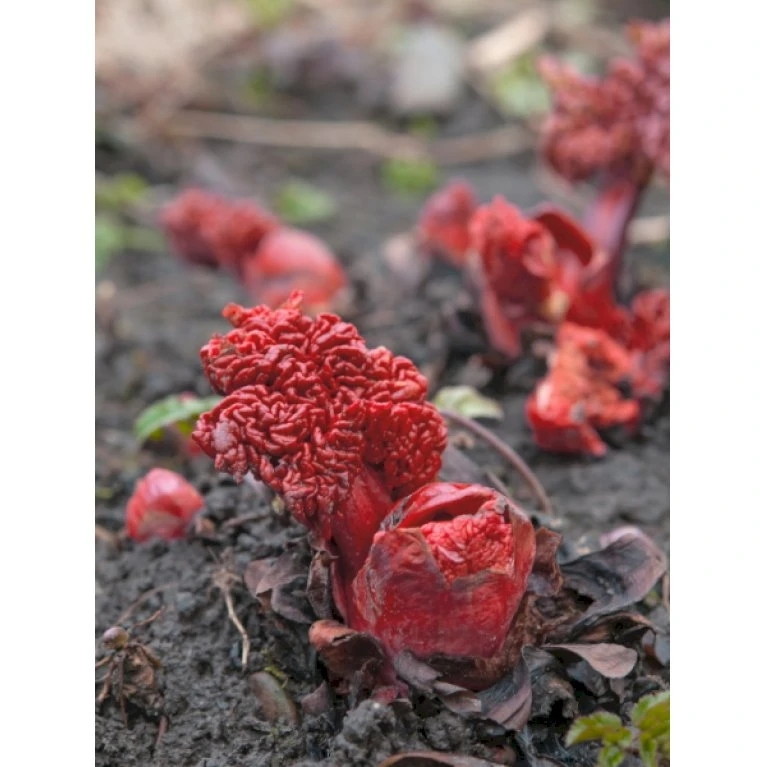 Rabarber 'Timperley Early' Rheum 'Timperley Early' (Drivrabarber) 17 cm potte/ 2,3 liter Rabarber 'Timperley Early' Rheum 'Timperley Early' (Drivrabarber) 17 Cm Potte/ 2,3 Liter -Plantetorvet p27621 35080 rheum rhaponticum timperley early 35a0