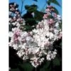 'Beauty Of Moscow' Syringa Vul.'Beauty Of Moscow' (storblomstrende) Med Klump,- 150-175 Cm. 1 'Beauty Of Moscow' Syringa Vul.'Beauty Of Moscow' (storblomstrende) Med Klump,- 150-175 Cm. -Plantetorvet p2787 2164 syringa vulgaris beauty of moscow b7bc