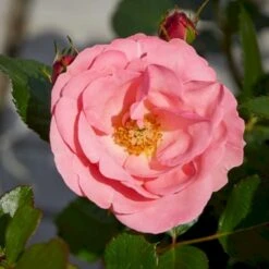 'Egeskov'™ Rosa X 'Egeskov'™ (Slotsrose) A-Kvalitet,- Barrods Roser Min. 3 Grene 4 'Egeskov'™ Rosa X 'Egeskov'™ (Slotsrose) A-Kvalitet,- Barrods Roser Min. 3 Grene -Plantetorvet p278 51775 rosa x egeskov slotsrose 678f