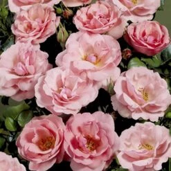'Egeskov'™ Rosa X 'Egeskov'™ (Slotsrose) A-Kvalitet,- Barrods Roser Min. 3 Grene 5 'Egeskov'™ Rosa X 'Egeskov'™ (Slotsrose) A-Kvalitet,- Barrods Roser Min. 3 Grene -Plantetorvet p278 51776 rosa x egeskov slotsrose a66d