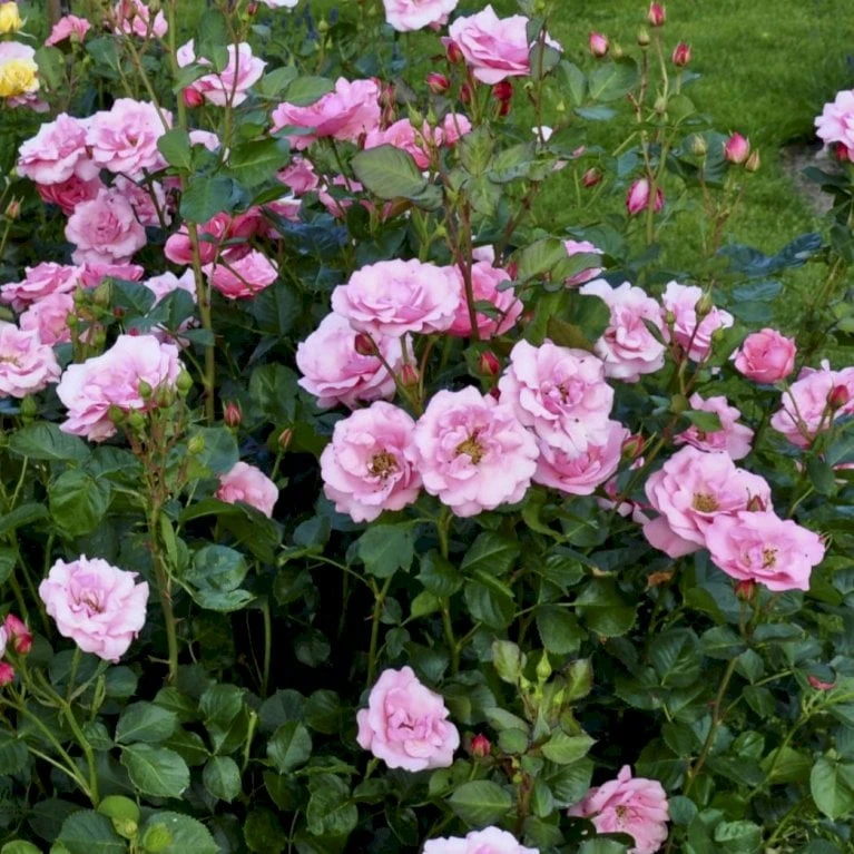 'Egeskov'™ Rosa X 'Egeskov'™ (Slotsrose) A-Kvalitet,- barrods roser min. 3 grene 'Egeskov'™ Rosa X 'Egeskov'™ (Slotsrose) A-Kvalitet,- Barrods Roser Min. 3 Grene -Plantetorvet p278 51777 rosa x egeskov slotsrose 4c34