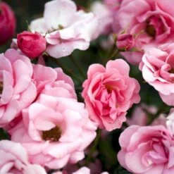 'Egeskov'™ Rosa X 'Egeskov'™ (Slotsrose) A-Kvalitet,- Barrods Roser Min. 3 Grene 8 'Egeskov'™ Rosa X 'Egeskov'™ (Slotsrose) A-Kvalitet,- Barrods Roser Min. 3 Grene -Plantetorvet p278 51779 rosa x egeskov slotsrose b45b