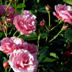 'Egeskov'™ Rosa X 'Egeskov'™ (Slotsrose) A-Kvalitet,- Barrods Roser Min. 3 Grene 9 'Egeskov'™ Rosa X 'Egeskov'™ (Slotsrose) A-Kvalitet,- Barrods Roser Min. 3 Grene -Plantetorvet p278 51780 rosa x egeskov slotsrose 3ff5