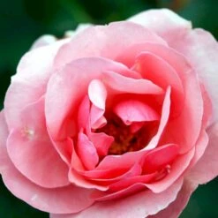 'Egeskov'™ Rosa X 'Egeskov'™ (Slotsrose) A-Kvalitet,- Barrods Roser Min. 3 Grene 10 'Egeskov'™ Rosa X 'Egeskov'™ (Slotsrose) A-Kvalitet,- Barrods Roser Min. 3 Grene -Plantetorvet p278 51781 rosa x egeskov slotsrose f84d