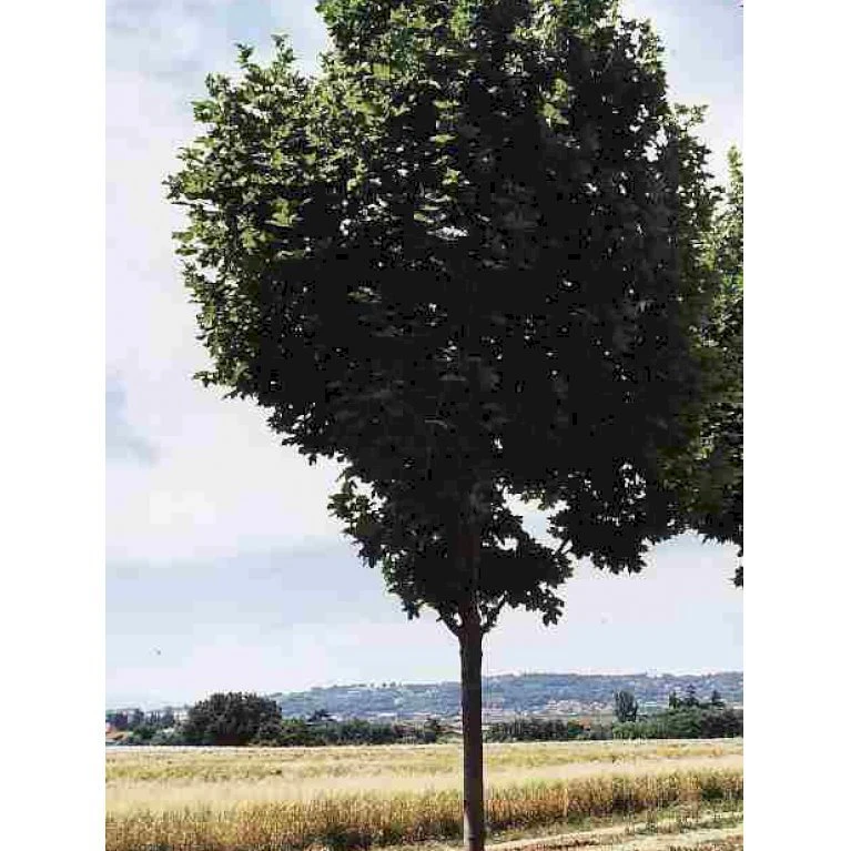 Spidsløn 'Cleveland' Acer Platanoides 'Cleveland' Alletræ, Stammeomkreds 12-14 cm. med klump Spidsløn 'Cleveland' Acer Platanoides 'Cleveland' Alletræ, Stammeomkreds 12-14 Cm. Med Klump -Plantetorvet p27 24 acer platanoides cleveland 8d4d