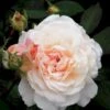 'Gruss An Aachen' Rosa X 'Gruss An Aachen' (Storblomstrende) A-Kvalitet,- Barrods Roser Min. 3 Grene -Plantetorvet p2807 51289 rosa x gruss an aachen storblomstrende 95d9