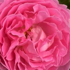 'Rosenresli'® Rosa X 'Rosenresli'® (Slyngrose) A-Kvalitet,- Barrods Roser Min. 3 Grene -Plantetorvet p2808 52883 rosa x rosenresli slyngrose dc16