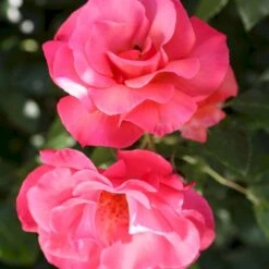 'Rosenresli'® Rosa X 'Rosenresli'® (Slyngrose) A-Kvalitet,- Barrods Roser Min. 3 Grene -Plantetorvet p2808 53641 rosa x rosenresli slyngrose 65df