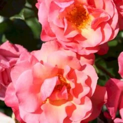 'Rosenresli'® Rosa X 'Rosenresli'® (Slyngrose) A-Kvalitet,- Barrods Roser Min. 3 Grene -Plantetorvet p2808 53642 rosa x rosenresli slyngrose 7683