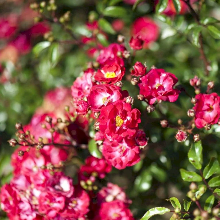 'Fairy Dance' Rosa X 'Fairy Dance' (Bunddækkerose) A-Kvalitet,- barrods roser min. 3 grene 'Fairy Dance' Rosa X 'Fairy Dance' (Bunddækkerose) A-Kvalitet,- Barrods Roser Min. 3 Grene -Plantetorvet p280 51471 rosa x fairy dance bunddaekkerose b153