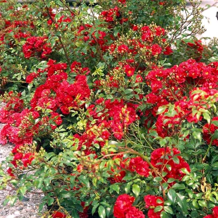 'Fairy Dance' Rosa X 'Fairy Dance' (Bunddækkerose) A-Kvalitet,- barrods roser min. 3 grene 'Fairy Dance' Rosa X 'Fairy Dance' (Bunddækkerose) A-Kvalitet,- Barrods Roser Min. 3 Grene -Plantetorvet p280 51472 rosa x fairy dance bunddaekkerose 51c3