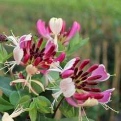 Kaprifolie Lonicera X Heckrottii Potte 5,0 Liter,- Opbundet 100-150 Cm.