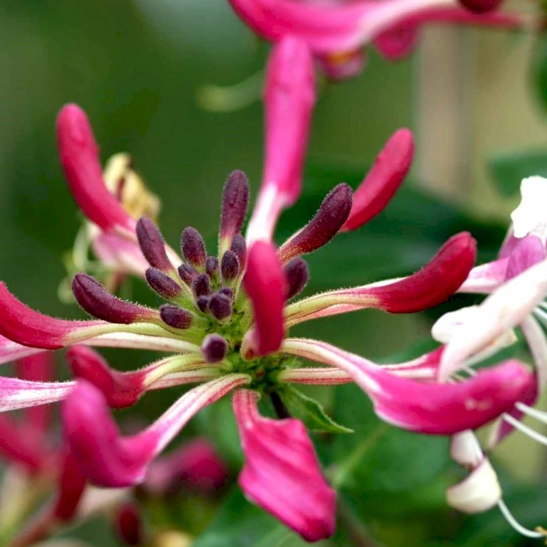 Kaprifolie Lonicera X Heckrottii Potte 5,0 liter,- Opbundet 100-150 cm. Kaprifolie Lonicera X Heckrottii Potte 5,0 Liter,- Opbundet 100-150 Cm. -Plantetorvet p2840 48741 lonicera x heckrottii 3555