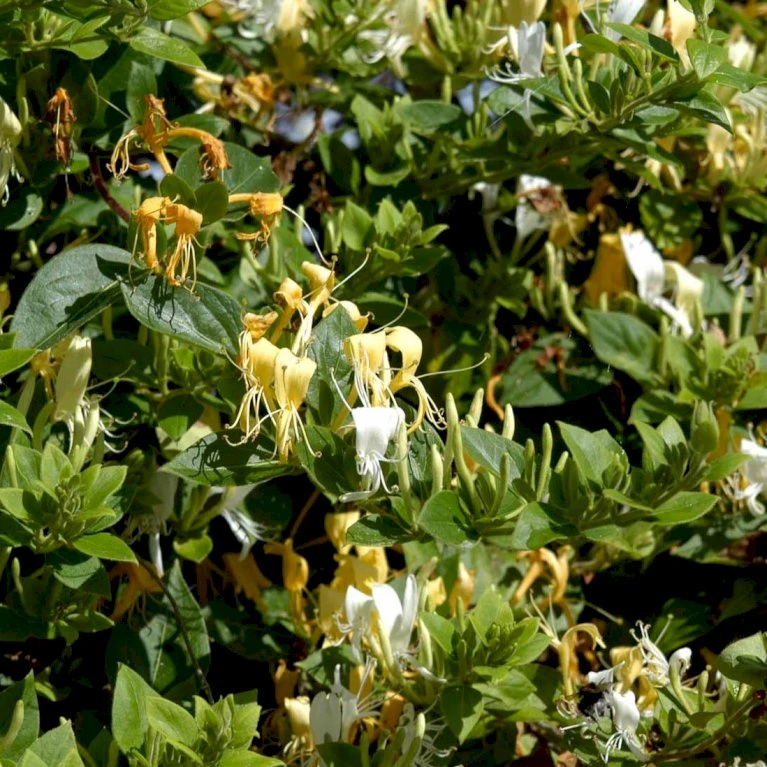 Japansk Kaprifolie 'Halliana' Lonicera Japonica 'Halliana' Potte 2,0 liter,- Opbundet Japansk Kaprifolie 'Halliana' Lonicera Japonica 'Halliana' Potte 2,0 Liter,- Opbundet -Plantetorvet p28441 48744 lonicera japonica halliana 89b8