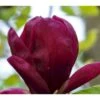 Magnolia Magnolia 'Black Tulip' Potte 10 Liter,- 80-100 Cm. 1 Magnolia Magnolia 'Black Tulip' Potte 10 Liter,- 80-100 Cm. -Plantetorvet p28450 38332 magnolia black tulip 85dc