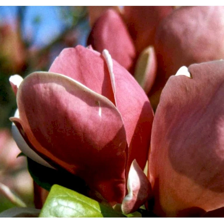 Magnolia 'Satisfaction' Magnolia Soulangeana 'Satisfaction' Potte 5,0 liter,- 60-80 cm. Magnolia 'Satisfaction' Magnolia Soulangeana 'Satisfaction' Potte 5,0 Liter,- 60-80 Cm. -Plantetorvet p28498 36758 magnolia soulangeana satisfaction 52f8