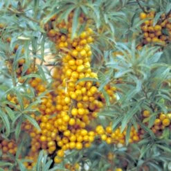Havtorn 'Leikora' Hippophae Rhamnoides 'Leikora' (Hunplante) Potte 2,0 Liter,- Opbundet