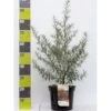 Havtorn (ej Kønssorterede) Hippophae Rhamnoides (ej Kønssorterede) Potte 7,5 Liter 80-100 Cm. -Plantetorvet p28690 41840 hippophae rhamnoides ej koenssorterede 3586