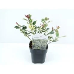 Hvidrandet Kristtorn 'Argentea Marginata' Ilex Aquifolium 'Argentea Marginata' Potte 2,0 Liter,- 25-30 Cm.