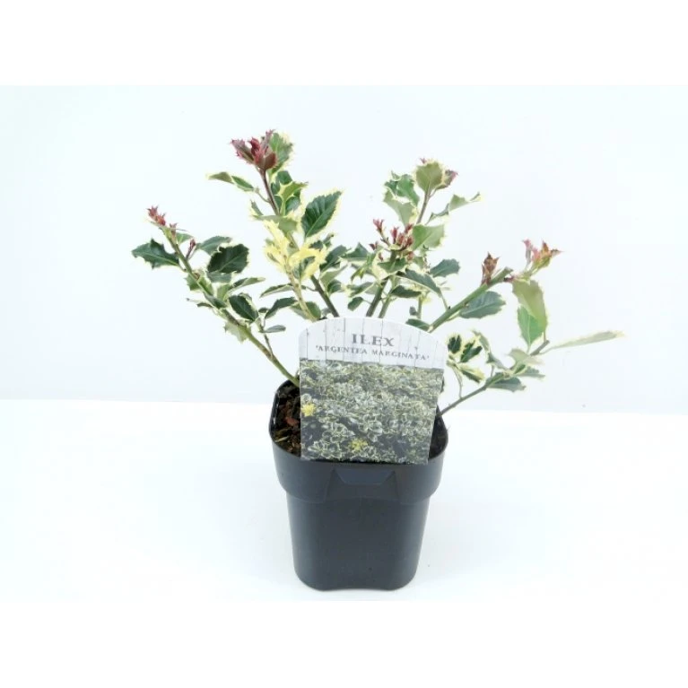 Hvidrandet Kristtorn 'Argentea Marginata' Ilex Aquifolium 'Argentea Marginata' Potte 2,0 liter,- 25-30 cm. Hvidrandet Kristtorn 'Argentea Marginata' Ilex Aquifolium 'Argentea Marginata' Potte 2,0 Liter,- 25-30 Cm. -Plantetorvet p28717 33928 ilex aquifolium argentea marginata 35bc