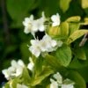 Uægte Jasmin 'Aureus' Philadelphus Coronarius 'Aureus' 5 Liter Potte 2 Uægte Jasmin 'Aureus' Philadelphus Coronarius 'Aureus' 5 Liter Potte -Plantetorvet p28986 47479 philadelphus coronarius aureus 4e47