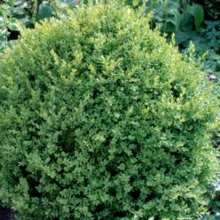 Buxus Sempervirens Var. Arborescens - Buxus Sempervirens Var. Arborescens - Hækplanter 4 Buxus Sempervirens Var. Arborescens - Buxus Sempervirens Var. Arborescens - Hækplanter -Plantetorvet p29008 52766 buxus sempervirens var arborescens 3629