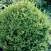 Buxus Sempervirens Var. Arborescens - Buxus Sempervirens Var. Arborescens - Hækplanter -Plantetorvet p29008 52766 buxus sempervirens var arborescens 3629.jpeg