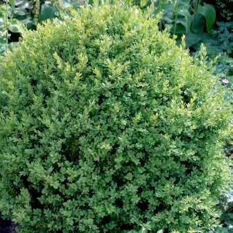 Buxus Sempervirens Var. Arborescens - Buxus sempervirens var. arborescens - Hækplanter Buxus Sempervirens Var. Arborescens - Buxus Sempervirens Var. Arborescens - Hækplanter -Plantetorvet p29008 52766 buxus sempervirens var arborescens 3629.jpeg