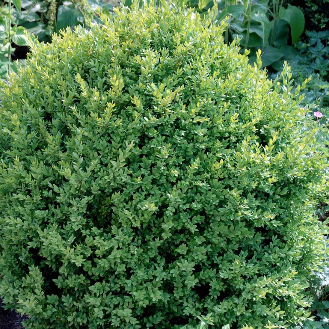 Buxus Sempervirens Var. Arborescens - Buxus sempervirens var. arborescens - Hækplanter Buxus Sempervirens Var. Arborescens - Buxus Sempervirens Var. Arborescens - Hækplanter -Plantetorvet p29008 52766 buxus sempervirens var arborescens 3629