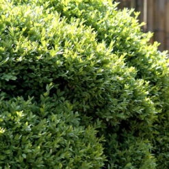 Buxus Sempervirens Var. Arborescens - Buxus Sempervirens Var. Arborescens - Hækplanter 5 Buxus Sempervirens Var. Arborescens - Buxus Sempervirens Var. Arborescens - Hækplanter -Plantetorvet p29008 52767 buxus sempervirens var arborescens dfa1