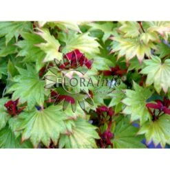 Viftebladet Løn Acer Shirasawanum 'Aureum' Potte 4,0 Liter,- 30-40 Cm. -Plantetorvet p2901 6645 acer shirasawanum aureum 6f20