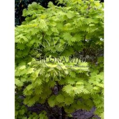 Viftebladet Løn Acer Shirasawanum 'Aureum' Potte 4,0 Liter,- 30-40 Cm. -Plantetorvet p2901 6646 acer shirasawanum aureum 35b0